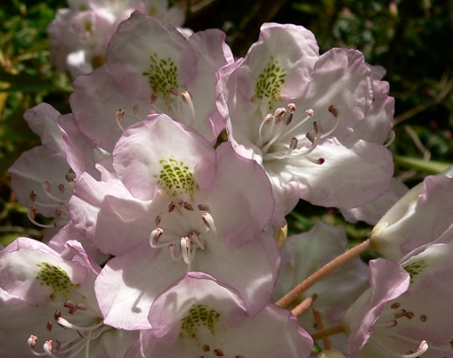 {Rhododendron maximum}